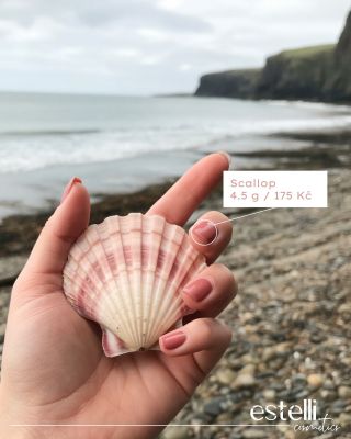 Vzpomínáte na ty nejkrásnější nálezy z procházek po pláži? 🐚 Ten nejcennější poklad byla vždy ta nejkrásnější hřebenatka -...